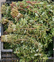 Green Purslane, Purslane Heirloom Seeds - BoxGardenSeedsLLC - Gourmet/Native Greens - Seeds - USA Seller, Thank you for shopping here today, Naturally Grown GMO Free Seeds, Heirloom Open Pollinated Seeds, Fresh Top Quality Premium Seeds