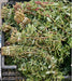 Green Purslane, Purslane -- BoxGardenSeedsLLC -Gourmet/Native Greens - Seeds