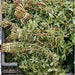 Green Purslane, Purslane - BoxGardenSeedsLLC -Gourmet/Native Greens - Seeds