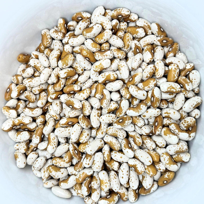 Jacob's Cattle Gold Beans: Heirloom Bush, Sweet Creamy Flavor - BoxGardenSeedsLLC - Beans / Dry Beans - Seeds - Thank you for shopping here today, Non GMO Seeds, Naturally Grown Seeds, Grown to Organic Standards, Heirloom Seeds, Open Pollinated Seeds, Fresh Premier Seeds, USA Seller