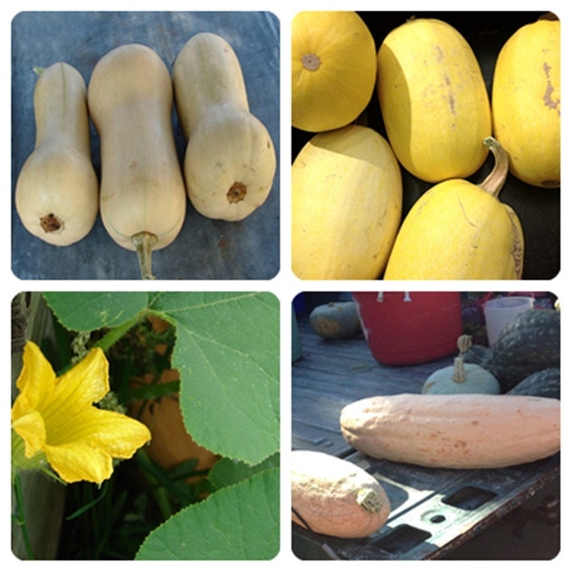 Winter Squash, Seed Kit, -- BoxGardenSeedsLLC -Squash,Pumpkins - Seeds