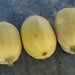 Winter Squash, Seed Kit, - BoxGardenSeedsLLC -Squash,Pumpkins - Seeds