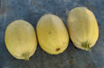 Winter Squash, Seed Kit, -- BoxGardenSeedsLLC -Squash,Pumpkins - Seeds