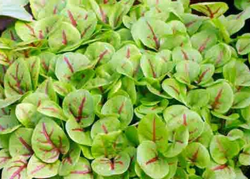 Red Apache, Sorrel, -- BoxGardenSeedsLLC -Culinary/Medicinal Herbs - Seeds