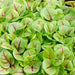 Red Apache, Sorrel, - BoxGardenSeedsLLC -Culinary/Medicinal Herbs - Seeds