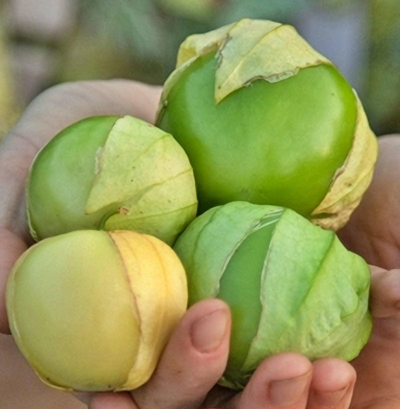 Toma Verde, Tomatillo, Heirloom Seeds, Naturally Grown Open Pollinated Gardening Non-GMO