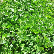 Heirloom Bean Soup Seeds: Colorful Dry Beans for Garden Mix - BoxGardenSeedsLLC - Beans / Dry Beans - Seeds - USA Seller, Thank you for shopping here today, Naturally Grown GMO Free Seeds, Heirloom Open Pollinated Seeds, Fresh Top Quality Premium Seeds