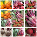 Heirloom Beets, Seed Kit, -- BoxGardenSeedsLLC -Beet,Turnips,Parsnips - Seeds