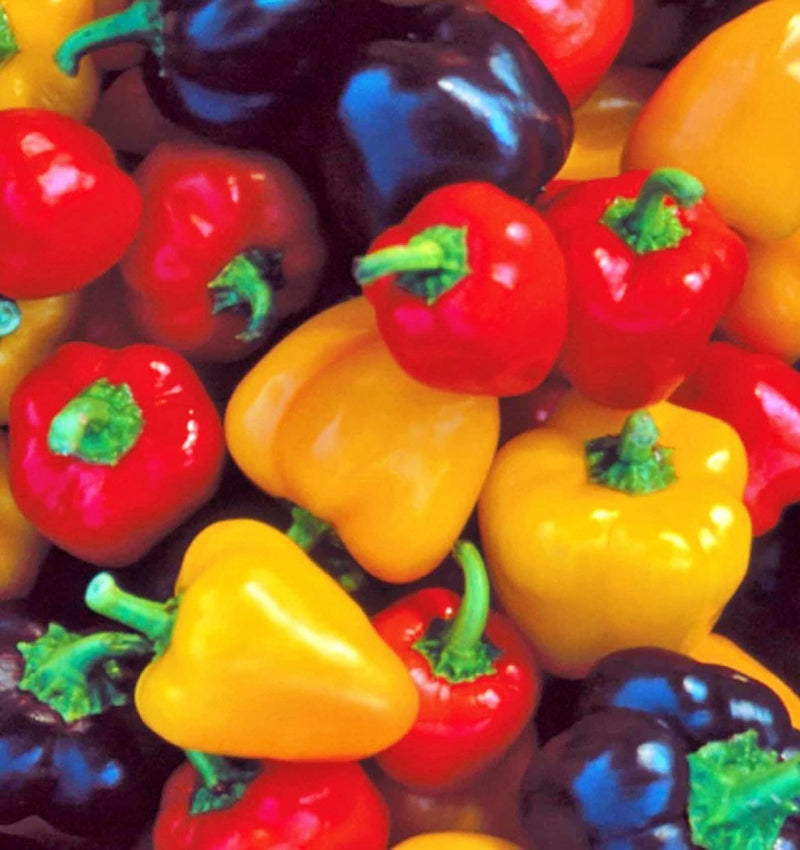 Gram's Heirloom Seed Collection: Non-GMO Open Pollinated Container Gardening Essentials - BoxGardenSeedsLLC - Tomatoes,Tomatillos - Seeds - 