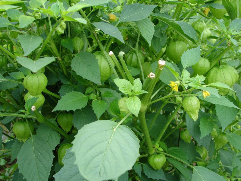 Toma Verde, Tomatillo, Heirloom Seeds, Naturally Grown Open Pollinated Gardening Non-GMO