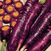 Colorful Carrot, Seed Kit, - BoxGardenSeedsLLC -Seed Collections - Seeds