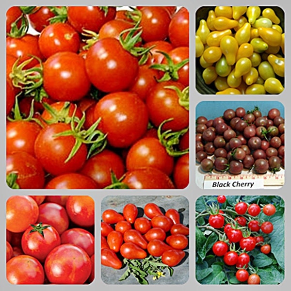 Cherry Tomato, Collection, -- BoxGardenSeedsLLC -Tomatoes,Tomatillos - Seeds