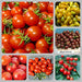 Cherry Tomato, Collection, -- BoxGardenSeedsLLC -Tomatoes,Tomatillos - Seeds