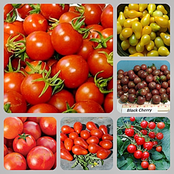 - BoxGardenSeedsLLC - Cherry Tomato, Collection, - Tomatoes,Tomatillos - Seeds