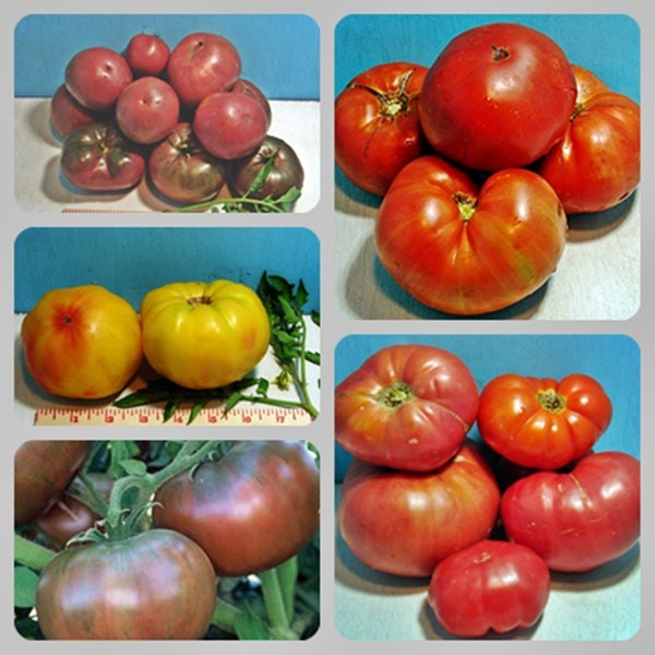 Favorite Slicer, Tomato Seed Kit, -- BoxGardenSeedsLLC -Tomatoes,Tomatillos - Seeds