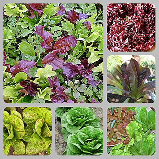 - BoxGardenSeedsLLC - Best Lettuce Seed Kit, Lettuce, - Lettuce - Seeds