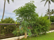 Moringa Tree, Seeds - BoxGardenSeedsLLC - - Seeds - USA Seller, Thank you for shopping here today, Naturally Grown GMO Free Seeds, Heirloom Open Pollinated Seeds, Fresh Top Quality Premium Seeds