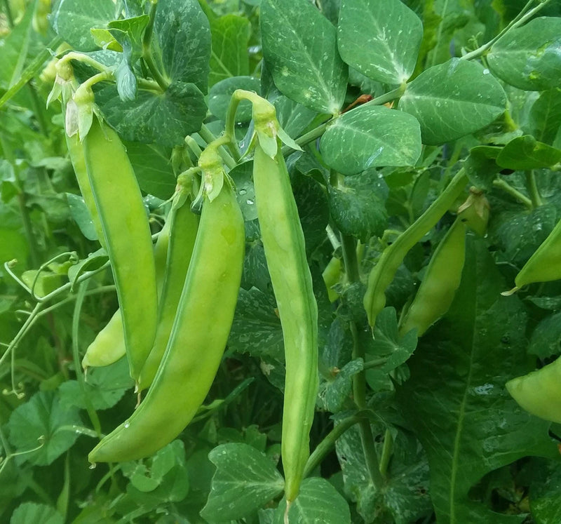 Blizzard, Snow Peas, Heirloom Seeds, Gardening Open Pollinated Non-GMO - BoxGardenSeedsLLC - Peas - Seeds - USA Seller, Thank you for shopping here today, Naturally Grown GMO Free Seeds, Heirloom Open Pollinated Seeds, Fresh Top Quality Premium Seeds, Fresh Top Qualiy Premium Seeds