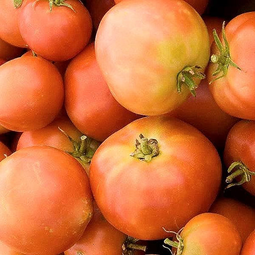Long Keeper OG, Tomato Seeds: Heirloom Non-GMO Grown To Organic Standards Open Pollinated - BoxGardenSeedsLLC - Tomatoes,Tomatillos - Seeds - USA Seller, Thank you for shopping here today, Naturally Grown GMO Free Seeds, Heirloom Open Pollinated Seeds, Fresh Top Qualiy Premium Seeds, More Fresh Seeds Per Packet