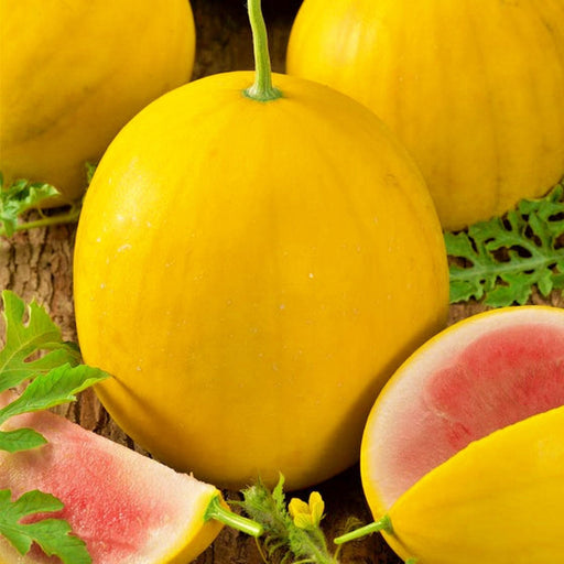 Royal Golden, Watermelon Seeds: Very Rare Heirloom Open Pollinated Container Garden Non-GMO - BoxGardenSeedsLLC - Melons, Cantaloupe - Seeds - USA Seller, Thank you for shopping here today, Naturally Grown GMO Free Seeds, Heirloom Open Pollinated Seeds, Fresh Top Quality Premium Seeds, Fresh Top Qualiy Premium Seeds