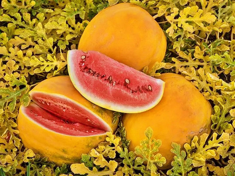 Royal Golden, Watermelon Seeds: Very Rare Heirloom Open Pollinated Container Garden Non-GMO - BoxGardenSeedsLLC - Melons, Cantaloupe - Seeds - USA Seller, Thank you for shopping here today, Naturally Grown GMO Free Seeds, Heirloom Open Pollinated Seeds, Fresh Top Quality Premium Seeds, Fresh Top Qualiy Premium Seeds