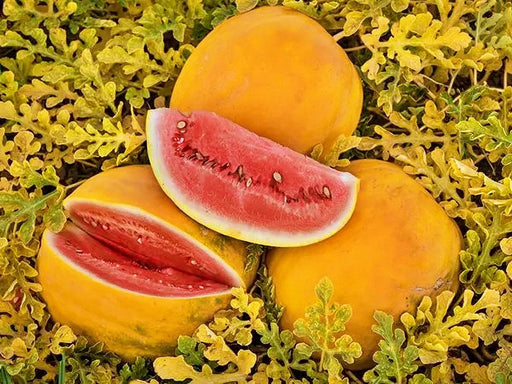 Royal Golden, Watermelon Seeds: Very Rare Heirloom Open Pollinated Container Garden Non-GMO - BoxGardenSeedsLLC - Melons, Cantaloupe - Seeds - USA Seller, Thank you for shopping here today, Naturally Grown GMO Free Seeds, Heirloom Open Pollinated Seeds, Fresh Top Quality Premium Seeds, Fresh Top Qualiy Premium Seeds