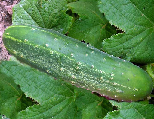 Straight Eight, Cucumber, -- BoxGardenSeedsLLC -Cucumbers - Seeds