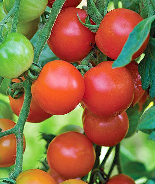 42 Day, Tomato, Heirloom Garden Seeds Grown to Organic Standards, Open Pollinated Gardening, Non-GMO - BoxGardenSeedsLLC - Tomatoes,Tomatillos - Seeds - USA Seller, Thank you for shopping here today, Naturally Grown GMO Free Seeds, Heirloom Open Pollinated Seeds, Fresh Top Quality Premium Seeds