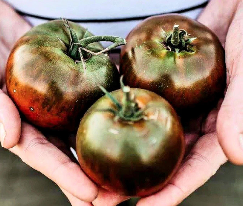 Paul Robeson, Tomato Seeds: Sweet Purple Heirloom - Non-GMO Open Pollinated - BoxGardenSeedsLLC - Tomatoes,Tomatillos - Seeds - Thank you so much for shopping here today, Fresh Heirloom Vegetable Seeds, Naturally Grown Open Pollinated, More Seeds for Your Money, More Fresh Seeds Per Packet, USA Seller, Thank you for shopping here today, Naturally Grown GMO Free Seeds, Heirloom Open Pollinated Seeds, Fresh Top Qualiy Premium Seeds, Fresh Top Quality Premium Seeds