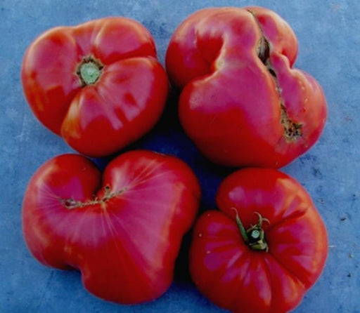 Big Zac F1 Hybrid, Tomato Seeds, Giant Red Sweet (Non-GMO, Heirloom) - BoxGardenSeedsLLC - Tomatoes,Tomatillos - Seeds - Thank you so much for shopping here today, Fresh Heirloom Vegetable Seeds, Naturally Grown Open Pollinated, More Seeds for Your Money, More Fresh Seeds Per Packet, USA Seller, Thank you for shopping here today, Naturally Grown GMO Free Seeds, Heirloom Open Pollinated Seeds, Fresh Top Qualiy Premium Seeds, Fresh Top Quality Premium Seeds