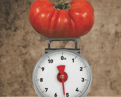 Big Zac F1 Hybrid, Tomato Seeds, Giant Red Sweet (Non-GMO, Heirloom) - BoxGardenSeedsLLC - Tomatoes,Tomatillos - Seeds - Thank you so much for shopping here today, Fresh Heirloom Vegetable Seeds, Naturally Grown Open Pollinated, More Seeds for Your Money, More Fresh Seeds Per Packet, USA Seller, Thank you for shopping here today, Naturally Grown GMO Free Seeds, Heirloom Open Pollinated Seeds, Fresh Top Qualiy Premium Seeds, Fresh Top Quality Premium Seeds