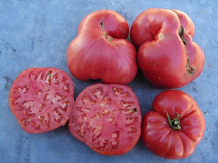 Big Zac F1 Hybrid, Tomato Seeds, Giant Red Sweet (Non-GMO, Heirloom) - BoxGardenSeedsLLC - Tomatoes,Tomatillos - Seeds - Thank you so much for shopping here today, Fresh Heirloom Vegetable Seeds, Naturally Grown Open Pollinated, More Seeds for Your Money, More Fresh Seeds Per Packet, USA Seller, Thank you for shopping here today, Naturally Grown GMO Free Seeds, Heirloom Open Pollinated Seeds, Fresh Top Qualiy Premium Seeds, Fresh Top Quality Premium Seeds