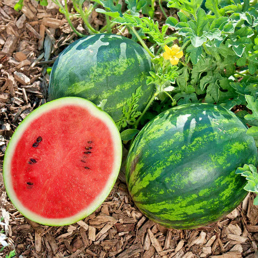 Mini Love (F1) Hybrid, Watermelon Seeds: Fresh Garden Fruit Open Pollinated (Citrullus lanatus) Non-Gmo - BoxGardenSeedsLLC - Melons, Cantaloupe - Seeds - USA Seller, Thank you for shopping here today, Naturally Grown GMO Free Seeds, Heirloom Open Pollinated Seeds, Fresh Top Quality Premium Seeds