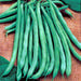 Blue Lake 274, Bush Beans, - BoxGardenSeedsLLC -Abundant Stock SALE - Seeds