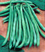 - BoxGardenSeedsLLC - Blue Lake 274, Bush Beans, - Beans / Dry Beans - Seeds