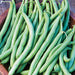 Blue Lake 274, Bush Beans, - BoxGardenSeedsLLC -Abundant Stock SALE - Seeds