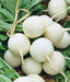 - BoxGardenSeedsLLC - White Hailstone, Radish, - Radishes - Seeds