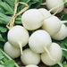 White Hailstone, Radish, - BoxGardenSeedsLLC -Radishes - Seeds