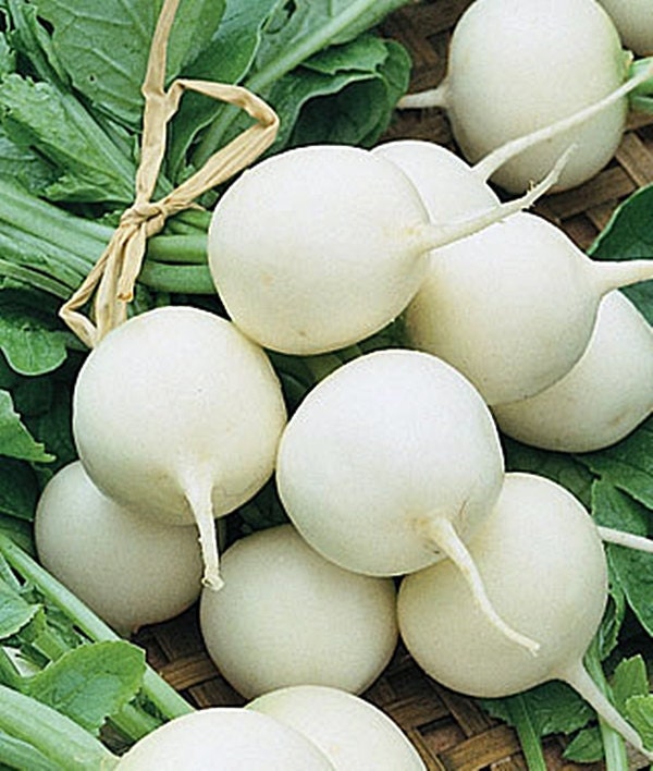 White Hailstone, Radish - BoxGardenSeedsLLC - Radishes - Seeds - USA Seller, Thank you for shopping here today, Naturally Grown GMO Free Seeds, Heirloom Open Pollinated Seeds, Fresh Top Quality Premium Seeds