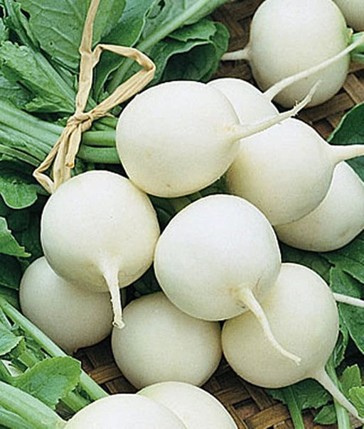 White Hailstone, Radish, -- BoxGardenSeedsLLC -Radishes - Seeds