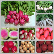 Extreme Radish Mix, Radish - BoxGardenSeedsLLC - Radishes - Seeds - USA Seller, Thank you for shopping here today, Naturally Grown GMO Free Seeds, Heirloom Open Pollinated Seeds, Fresh Top Quality Premium Seeds