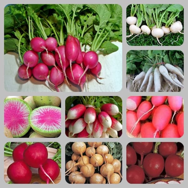 Extreme Radish Mix, Radish - BoxGardenSeedsLLC - Radishes - Seeds - USA Seller, Thank you for shopping here today, Naturally Grown GMO Free Seeds, Heirloom Open Pollinated Seeds, Fresh Top Quality Premium Seeds