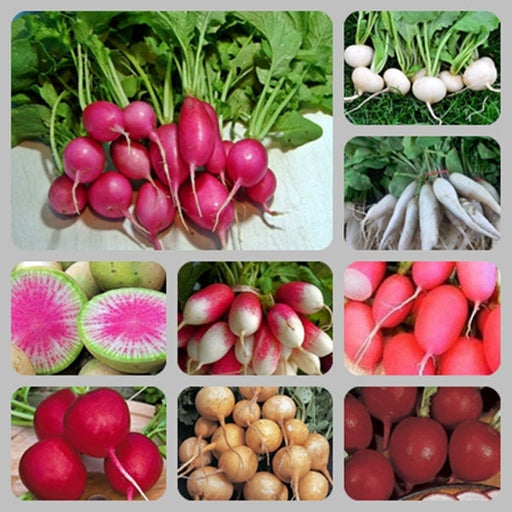 Extreme Radish Mix, Radish, -- BoxGardenSeedsLLC -Radishes - Seeds