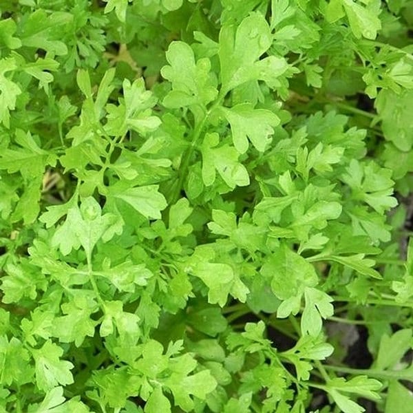 Curled, Cress - BoxGardenSeedsLLC - Gourmet/Native Greens - Seeds - USA Seller, Thank you for shopping here today, Naturally Grown GMO Free Seeds, Heirloom Open Pollinated Seeds, Fresh Top Quality Premium Seeds