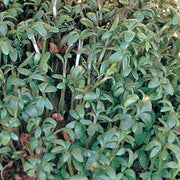 Curled, Cress - BoxGardenSeedsLLC - Gourmet/Native Greens - Seeds - USA Seller, Thank you for shopping here today, Naturally Grown GMO Free Seeds, Heirloom Open Pollinated Seeds, Fresh Top Quality Premium Seeds