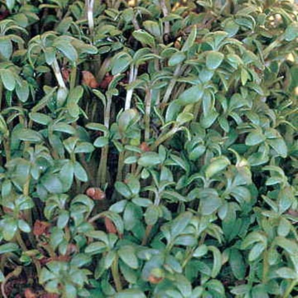 Curled, Cress - BoxGardenSeedsLLC - Gourmet/Native Greens - Seeds - USA Seller, Thank you for shopping here today, Naturally Grown GMO Free Seeds, Heirloom Open Pollinated Seeds, Fresh Top Quality Premium Seeds