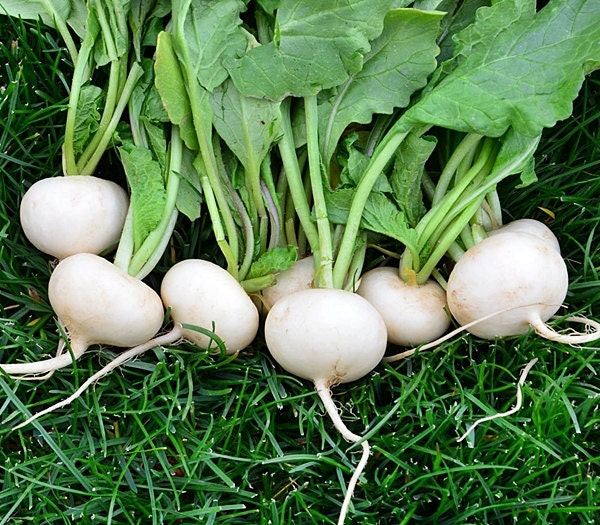 White Hailstone, Radish - BoxGardenSeedsLLC - Radishes - Seeds - USA Seller, Thank you for shopping here today, Naturally Grown GMO Free Seeds, Heirloom Open Pollinated Seeds, Fresh Top Quality Premium Seeds