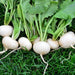 White Hailstone, Radish, - BoxGardenSeedsLLC -Radishes - Seeds