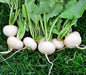 White Hailstone, Radish, -- BoxGardenSeedsLLC -Radishes - Seeds