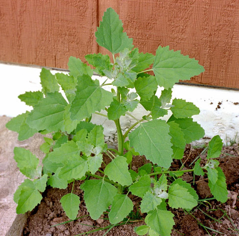 Magenta Spreen Lambsquarters